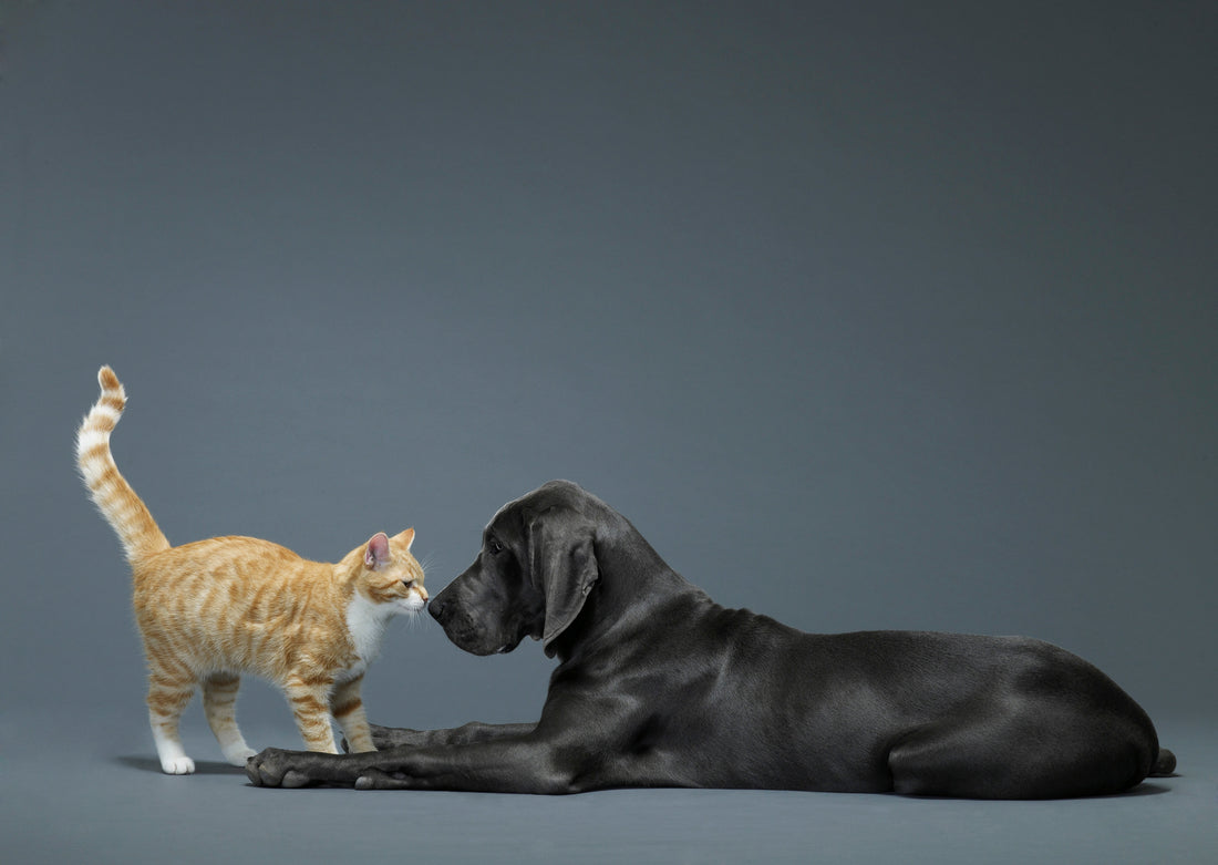 Cats Vs Dogs: When it comes to pet cleaning, which one makes your life easier?